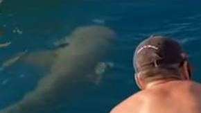 La chica alimentaba tiburones cuando ocurrió el accidente.