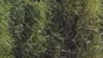 Banda La Trilladora de Tuxpan.