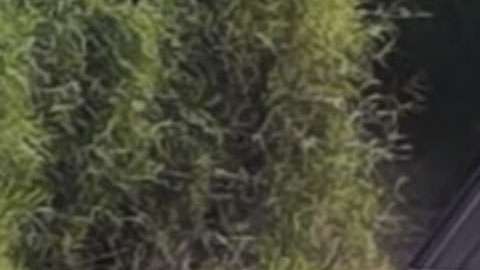 Banda La Trilladora de Tuxpan.