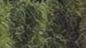 Banda La Trilladora de Tuxpan.