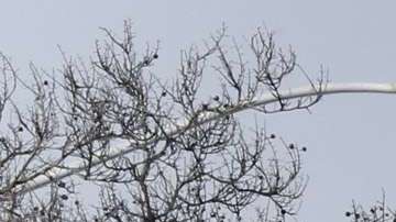 Residente caminan al lado del Ayuntamiento de Huntington Park. /AURELIA VENTURA