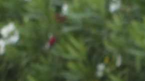 Activistas piden cesar la separación de familias migrantes.