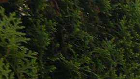 Manuel Eduardo Gómez camina por una calle de Ontario luego de reunirse en Los Ángeles tras casi tres meses de haber sido separados en la frontera. (Aurelia Ventura/La Opinion)