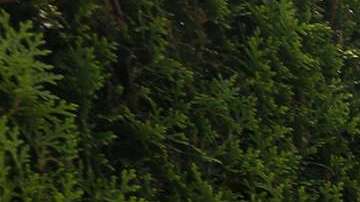 Manuel Eduardo Gómez camina por una calle de Ontario luego de reunirse en Los Ángeles tras casi tres meses de haber sido separados en la frontera. (Aurelia Ventura/La Opinion)