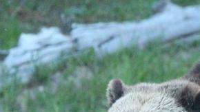 Osos en Yellowstone.