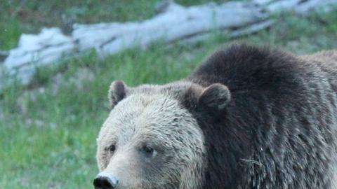 Osos en Yellowstone.