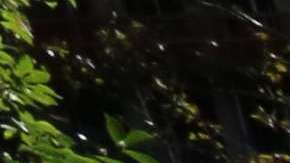 Dos de cada tres puertorriqueños, desaprueban de la gestión de Trump