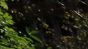 Dos de cada tres puertorriqueños, desaprueban de la gestión de Trump