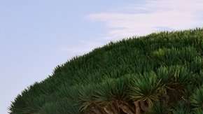 Las islas de Socotra son un prodigio natural.