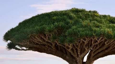 Las islas de Socotra son un prodigio natural.