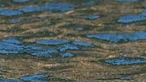 La madre volvía a sacar a su cría muerta a flote.