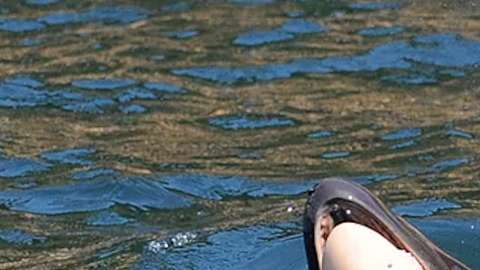 La madre volvía a sacar a su cría muerta a flote.