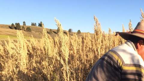 Rodrigo Cisneros en su cultivo de quinua o quinoa.