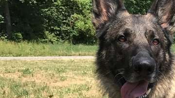 El calor puede dañar las patas de los animales.