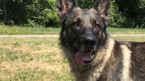 El calor puede dañar las patas de los animales.