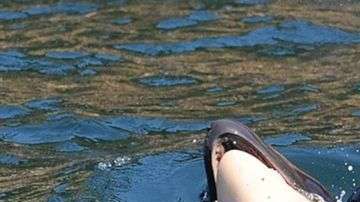 La orca, conocida como J35, no soltaba a su cría muerta.
