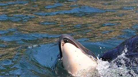 La orca, conocida como J35, no soltaba a su cría muerta.