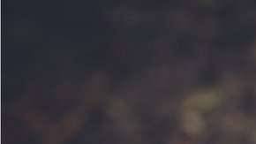 La capacidad innata no es la explicación.