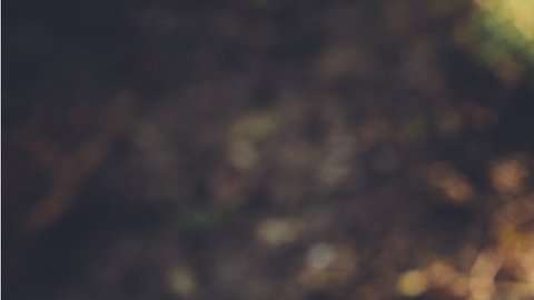 La capacidad innata no es la explicación.