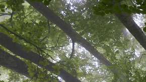 El aumento neto de superficie arbolada en el planeta entre 1982 y 2016 fue de 2,24 millones de kilómetros cuadrados, según el estudio.