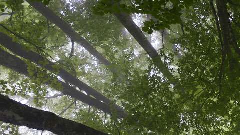 El aumento neto de superficie arbolada en el planeta entre 1982 y 2016 fue de 2,24 millones de kilómetros cuadrados, según el estudio.