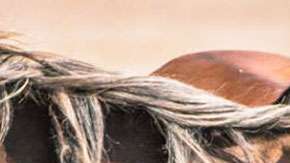 Hay más de 70,000 caballos salvajes o mustangs en EEUU.