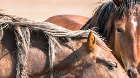 Hay más de 70,000 caballos salvajes o mustangs en EEUU.