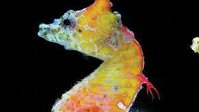 Este  hipocampo pigmeo puede camuflarse.