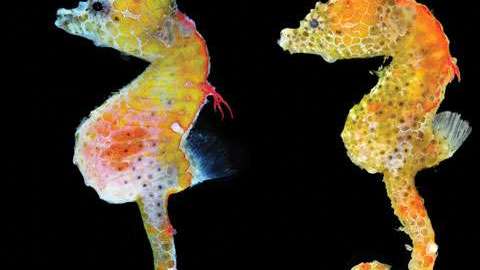 Este  hipocampo pigmeo puede camuflarse.