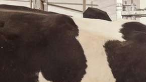 Para empezar, la granja contará con 40 vacas.