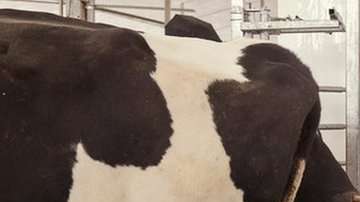 Para empezar, la granja contará con 40 vacas.