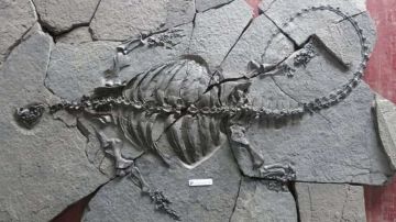 Fue hallado en China y tiene 228 millones de años.