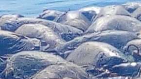 Las tortugas estaban atrapadas por una malla.