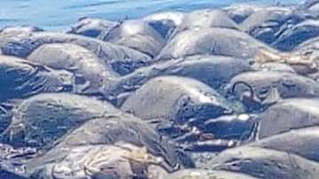 Las tortugas estaban atrapadas por una malla.