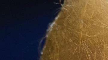 Se espera que la enmiendas del partido demócrata tenga fuerte resistencia