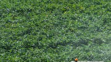 El glifosato es usado a través de diversas marcas comerciales.