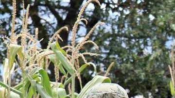 Las fuerzas armadas se enfrentaron a los huachicoleros.