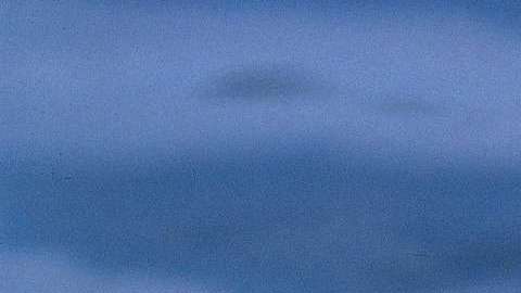 La mujer forcejeó con el reptil para salvar a su mascota.