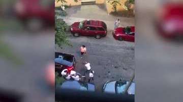 El pleito se reportó este martes en la avenida Creston cerca de la calle 182, en Fordham Heights.