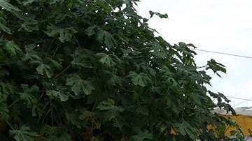 Aficionados del Atlas se manifestaron afuera de las instalaciones del club