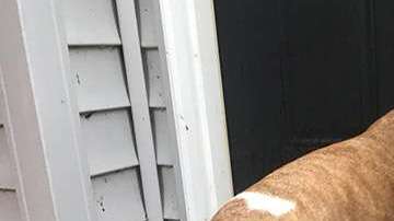 Ratchet es un perrito que por fin se reunió con su familia después de un año.