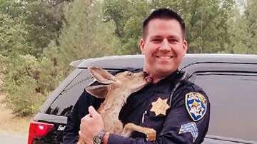 Un policía salva a un cervatillo del fuego.