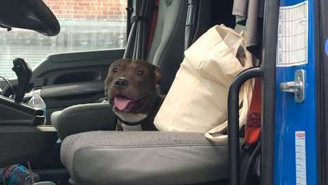 Un camionero salva a un pitbul.