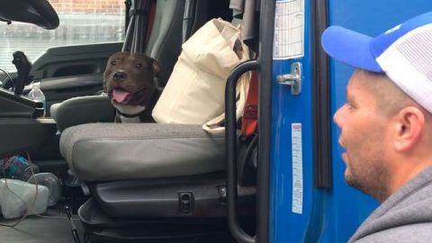 Un camionero salva a un pitbul.