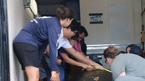 Grandes animales marinos mueren también por la marea roja.