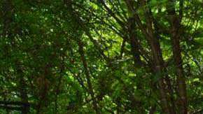 La marina de México decomisa 50 toneladas de drogas en Sinaloa.