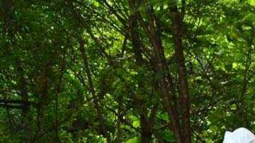 La marina de México decomisa 50 toneladas de drogas en Sinaloa.