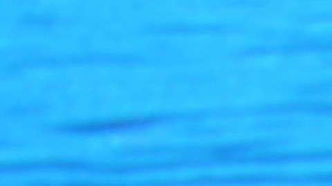 El cerebro de los delfines funciona de manera similar al de un ser humano.