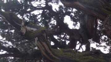 Por ahora, los bomberos han logrado proteger al mítico árbol.