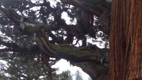 Por ahora, los bomberos han logrado proteger al mítico árbol.